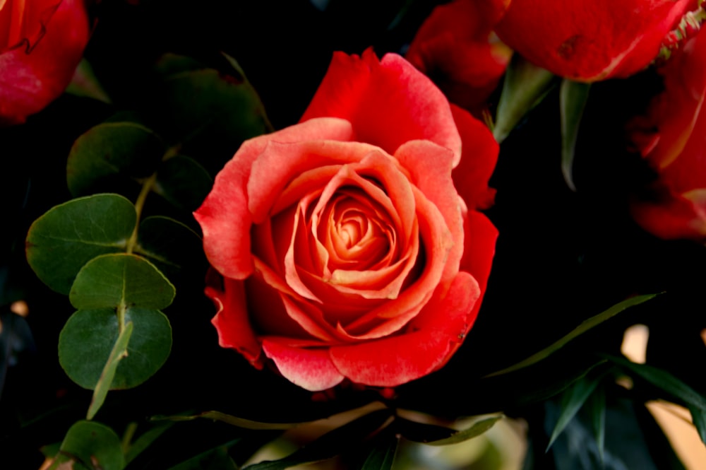 red rose in close up photography