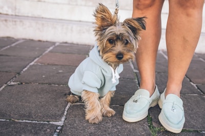Fluffy dog sporting a blue fleece hoodie with a cute paw print design.