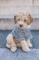 brown long coated small dog in blue and white striped shirt