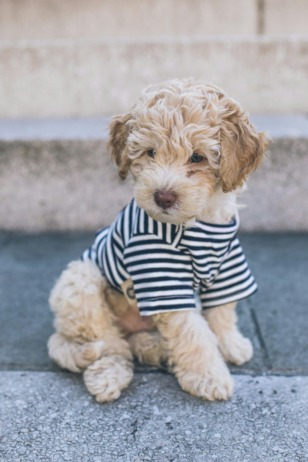 青と白の縞模様のシャツを着た茶色のロングコートの小型犬