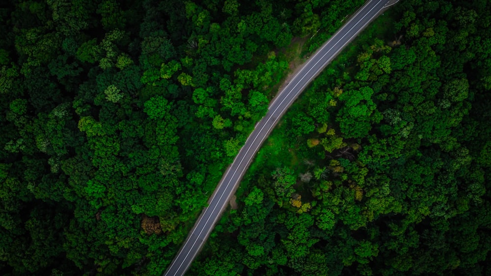 aerial view of green trees