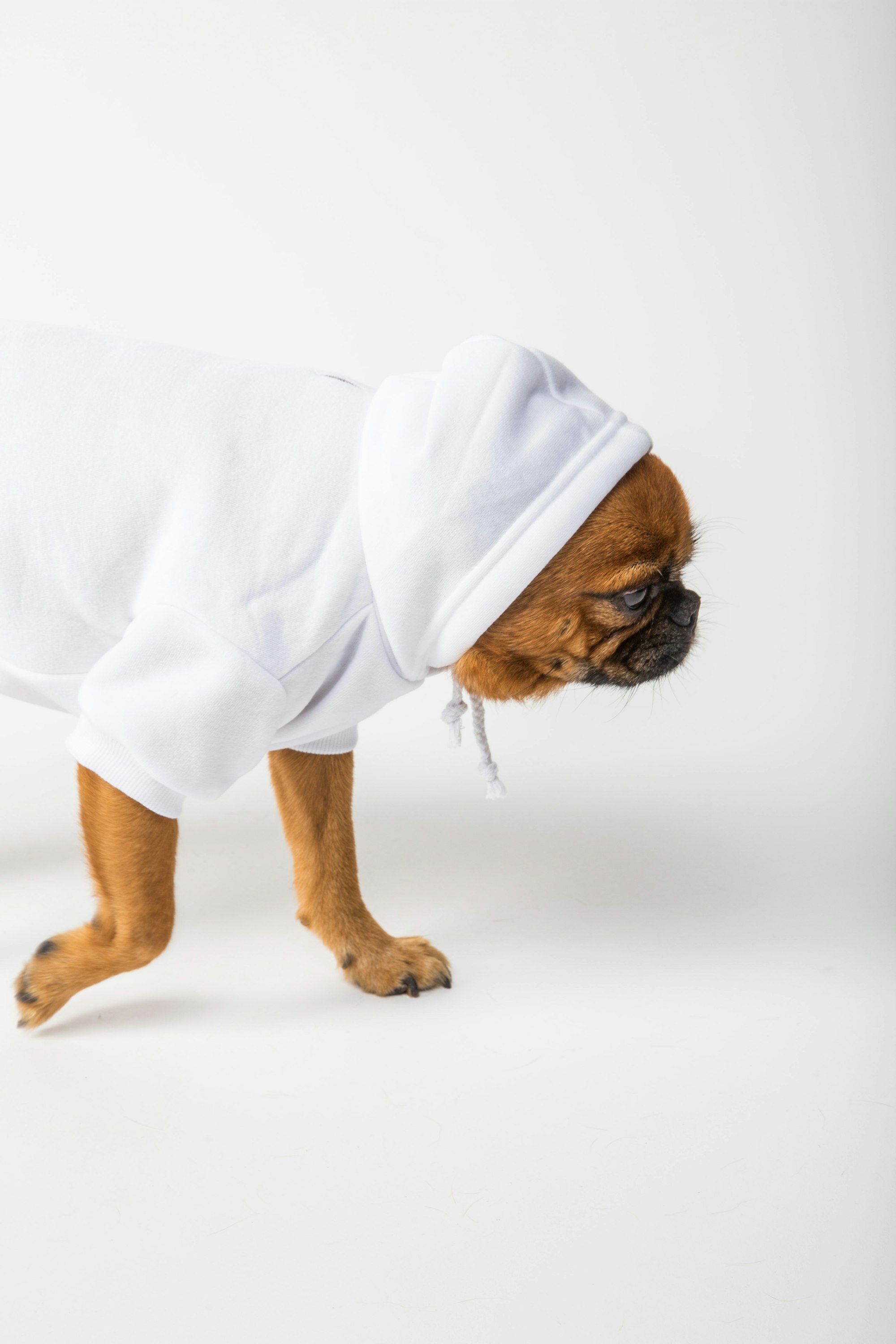 dog wearing a white hoodie on a white background