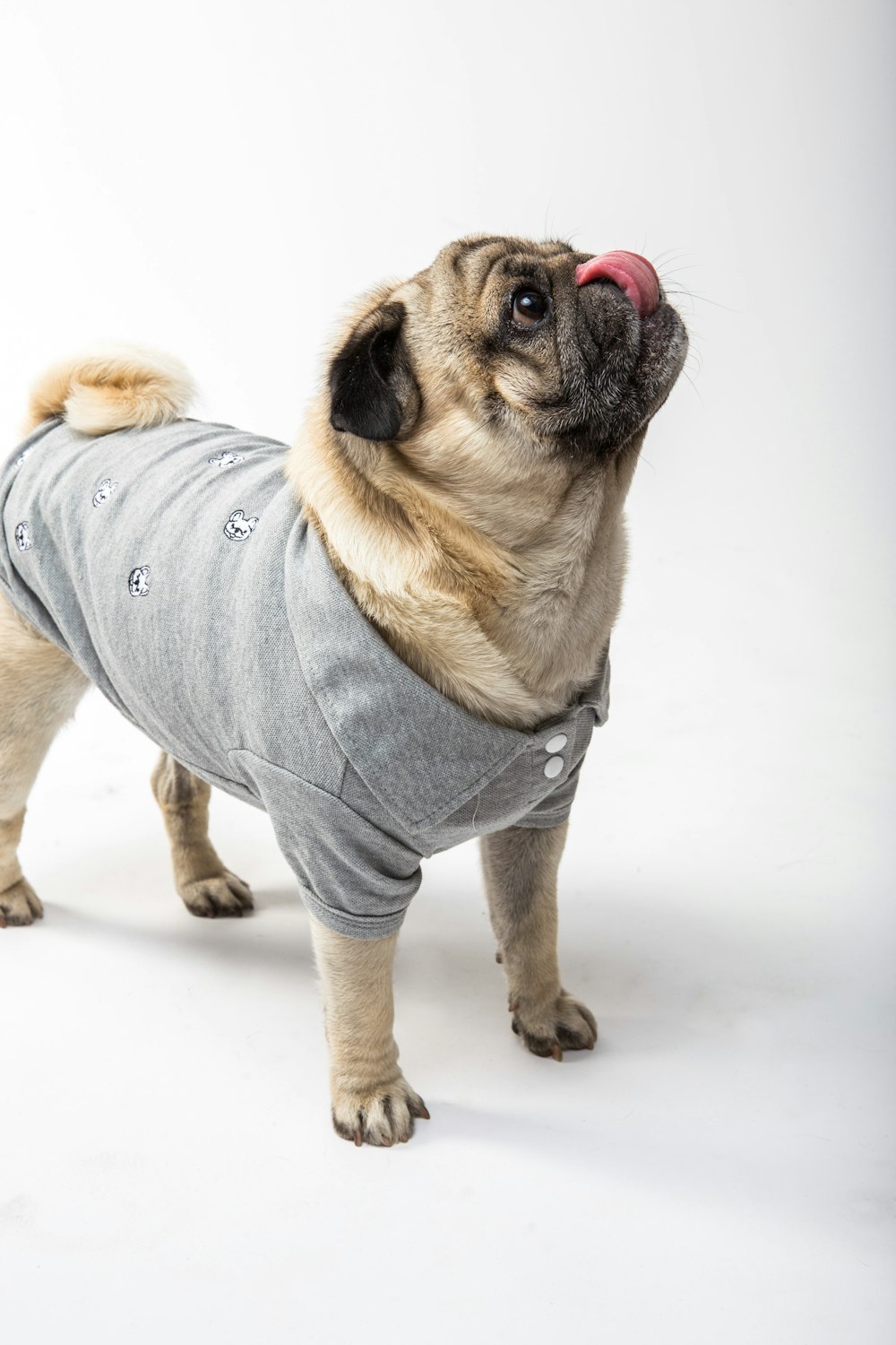 fawn pug in grey hoodie