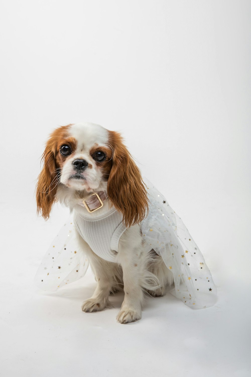 white and brown long coated small dog