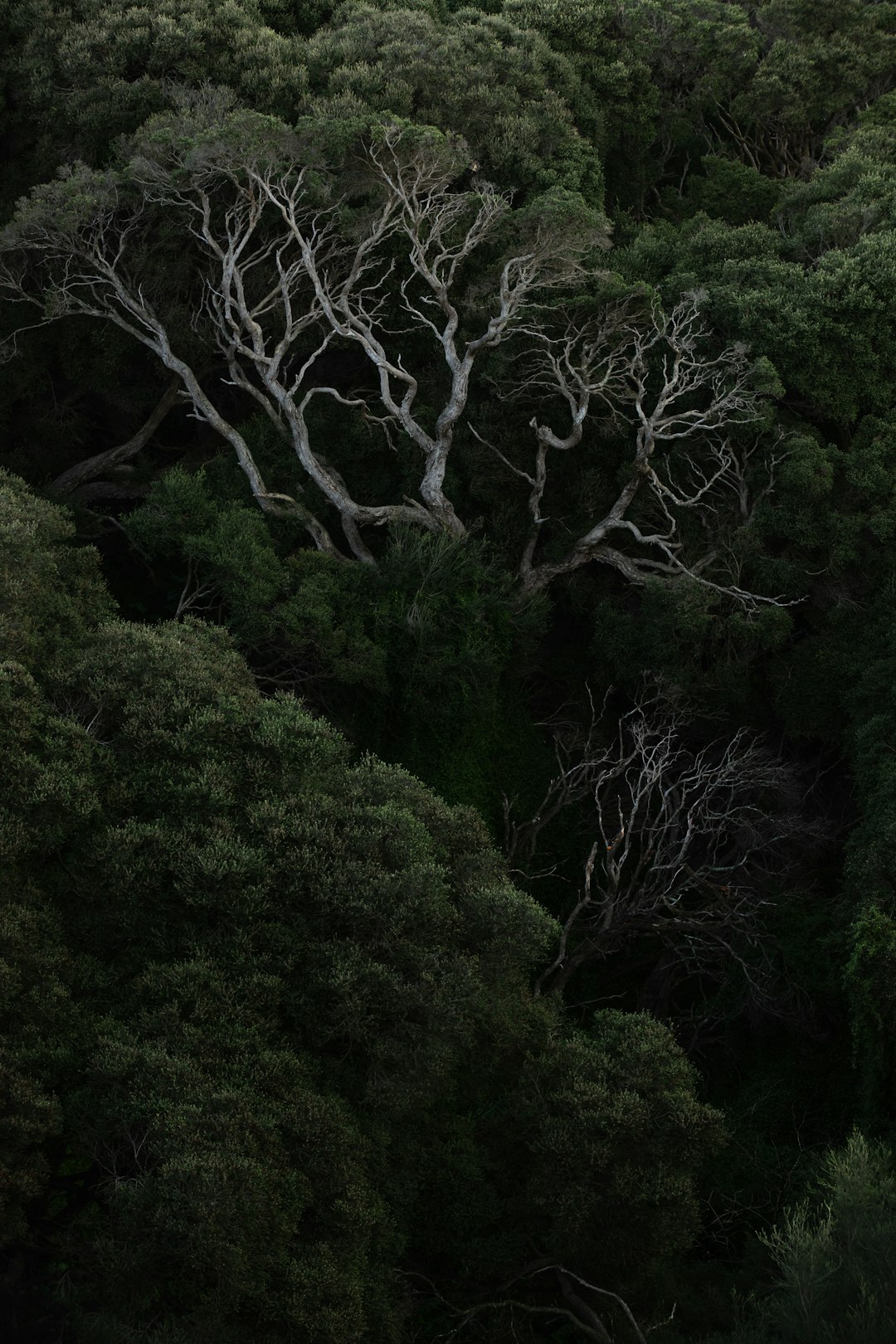 photo of Cape Schanck VIC Forest near Phillip Island
