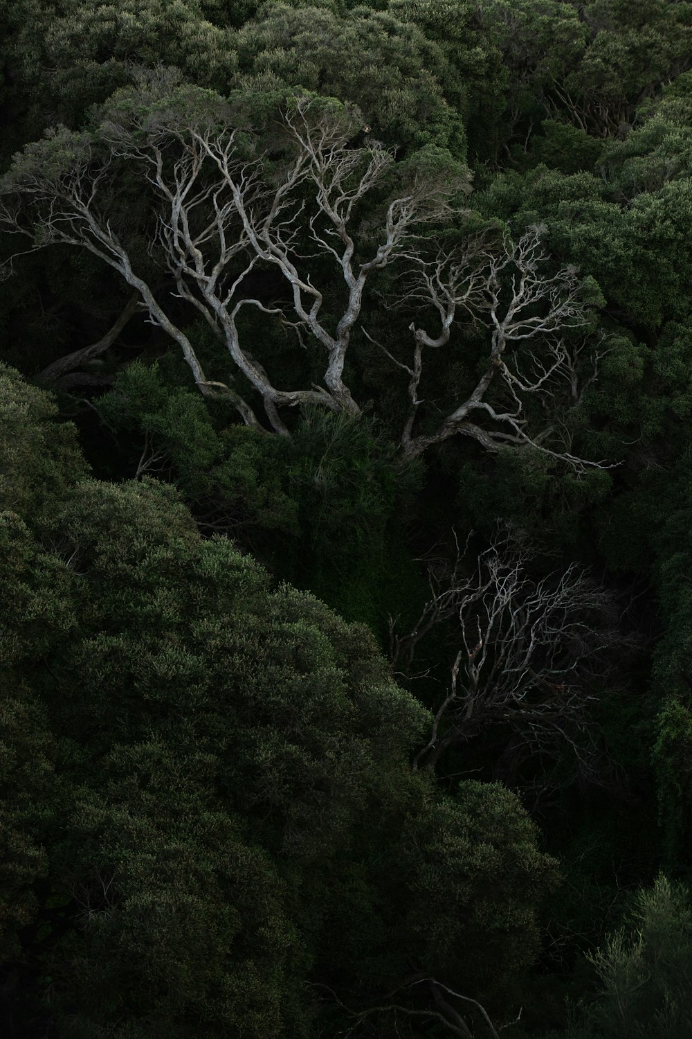 green trees on forest during daytime