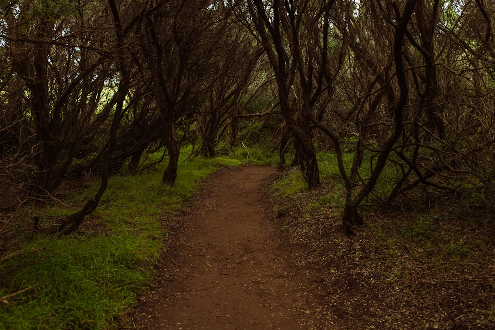 brown dirt road between green grass and trees