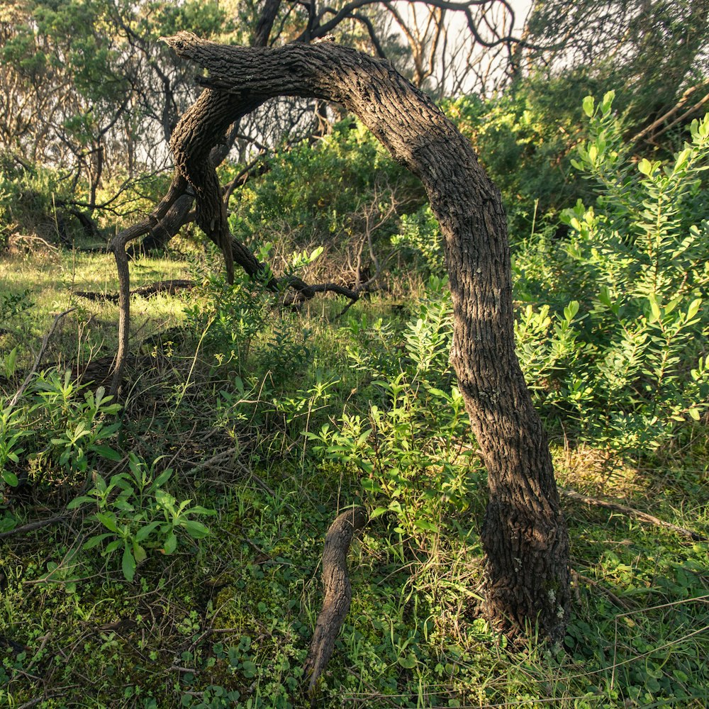 green and brown tree during daytime