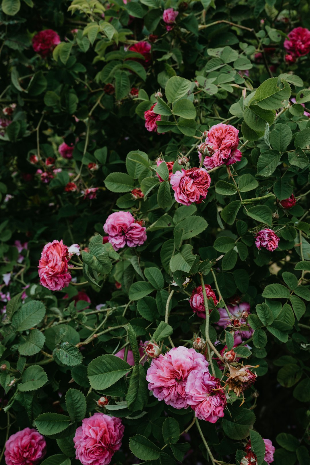 pink flowers with green leaves