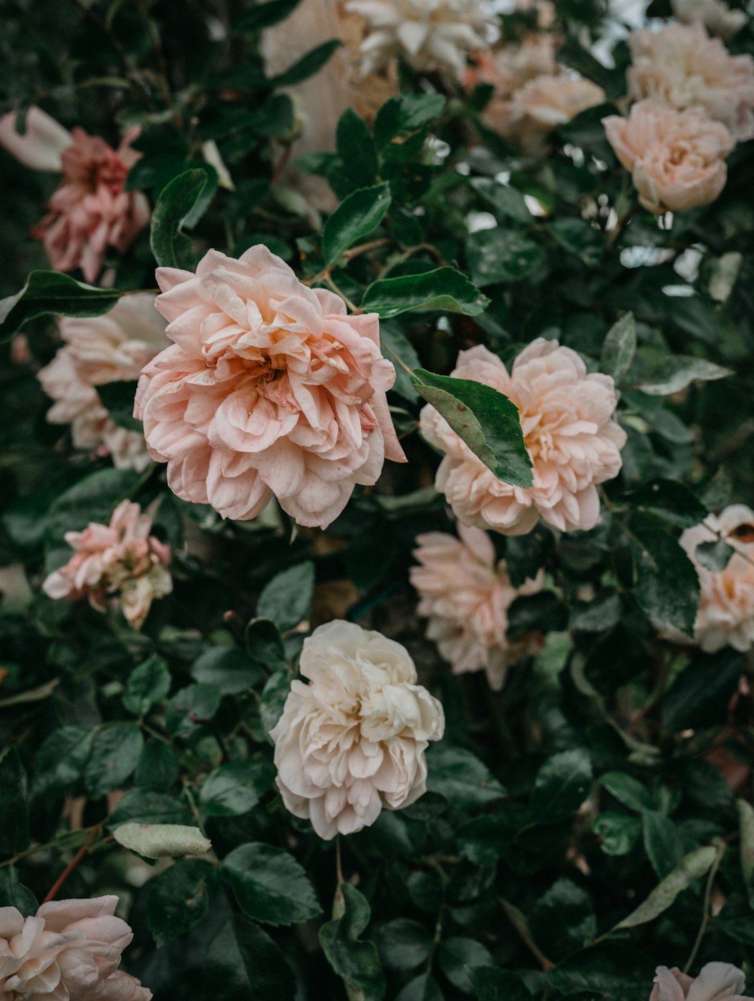 pink flowers with green leaves