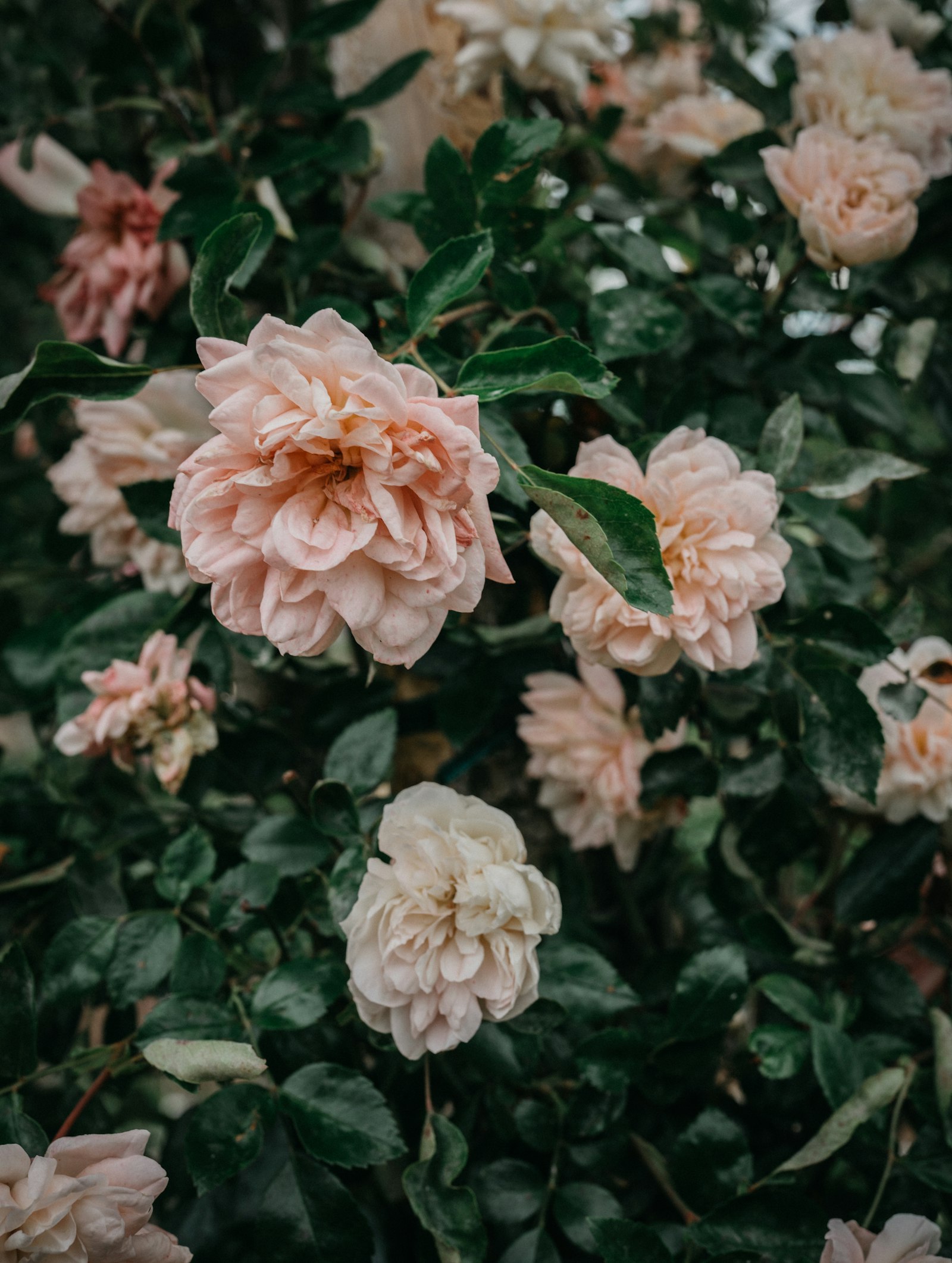 Sony a7 II + Sigma 35mm F1.4 DG HSM Art sample photo. Pink flowers with green photography