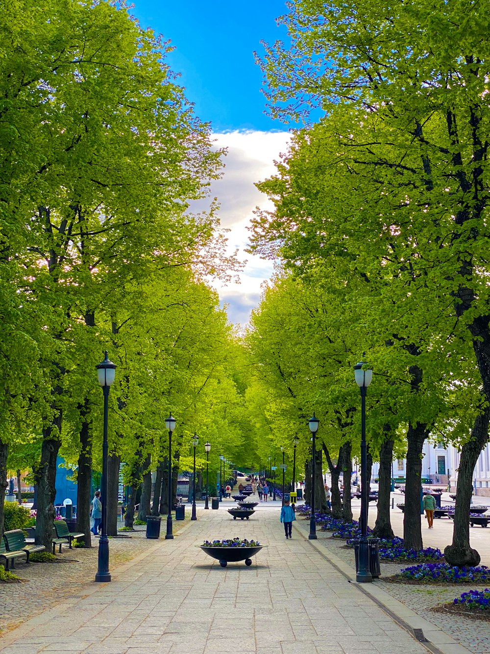 people walking on sidewalk with trees on the side