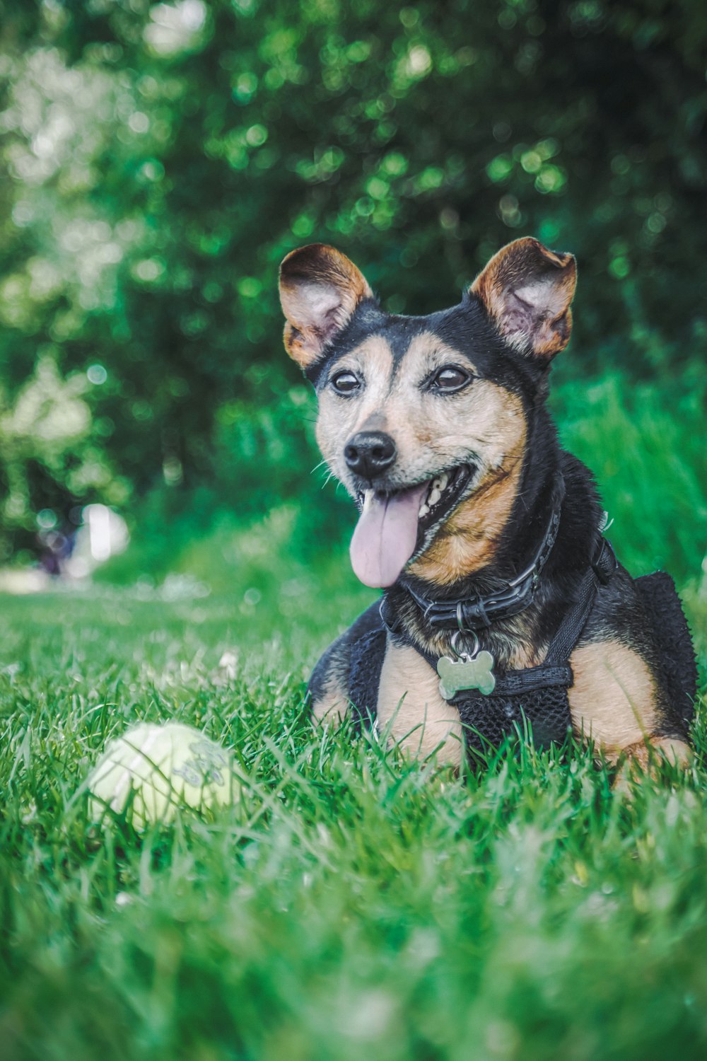 black and tan short coat medium sized dog lying on green grass field during daytime