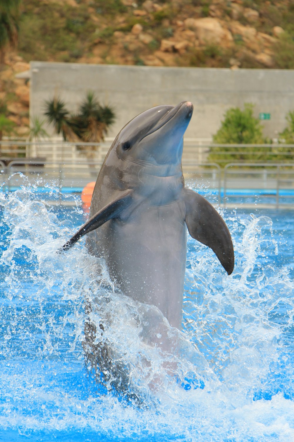 a dolphin is jumping out of the water