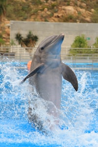 Pattaya Dolphinarium