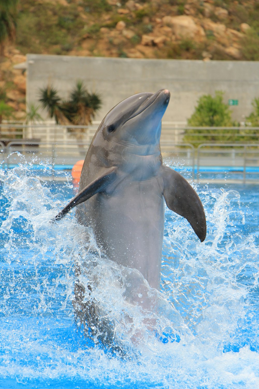 um golfinho está pulando para fora da água