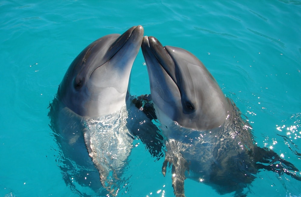 um casal de golfinhos estão nadando na água