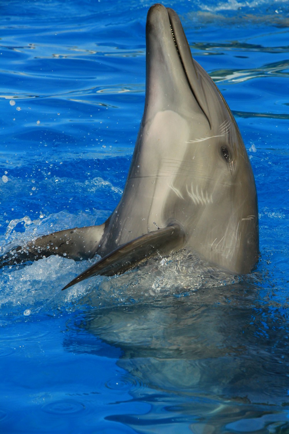 gray dolphin in water during daytime