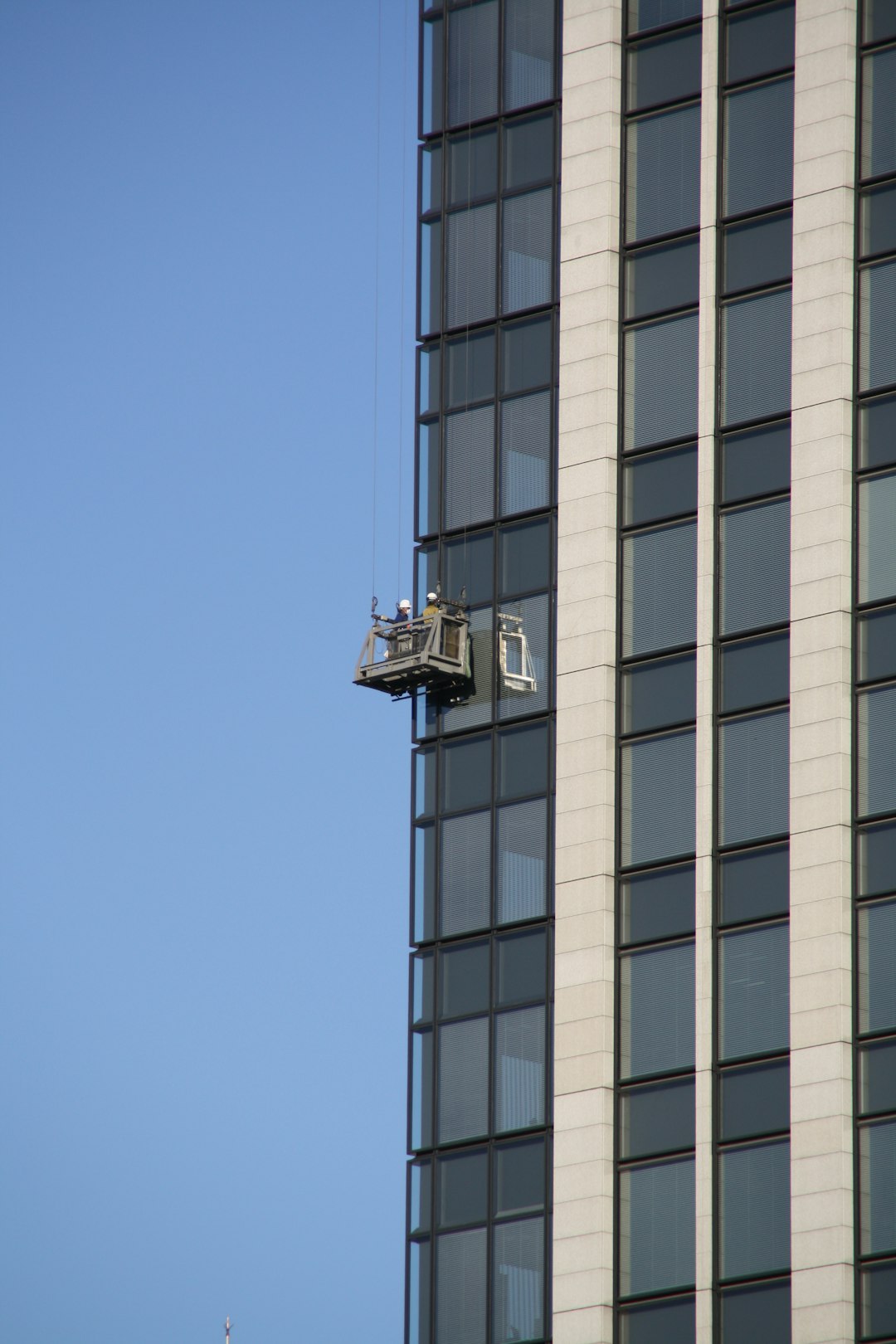 white and black bird on top of building