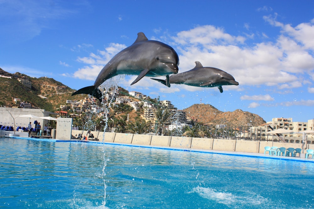 golfinho pulando para fora da água
