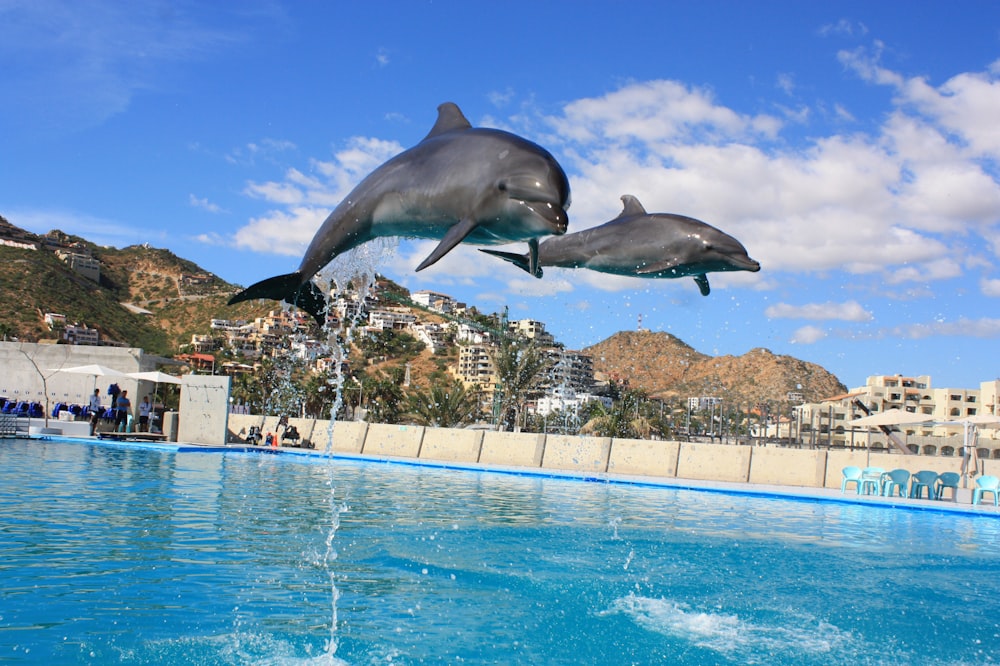 水から飛び出すイルカ