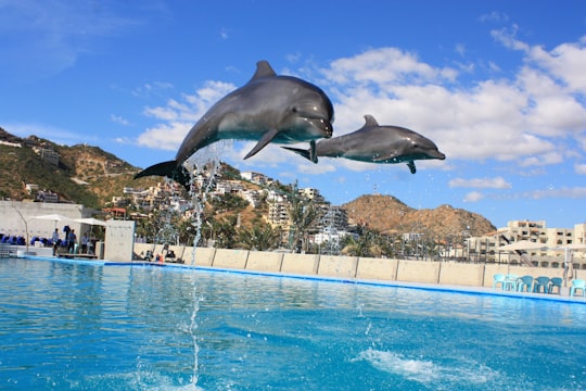 dolphin jumping out of water in Cabo Mexico