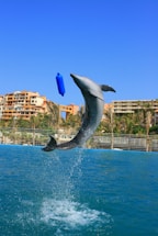 a dolphin is jumping out of the water