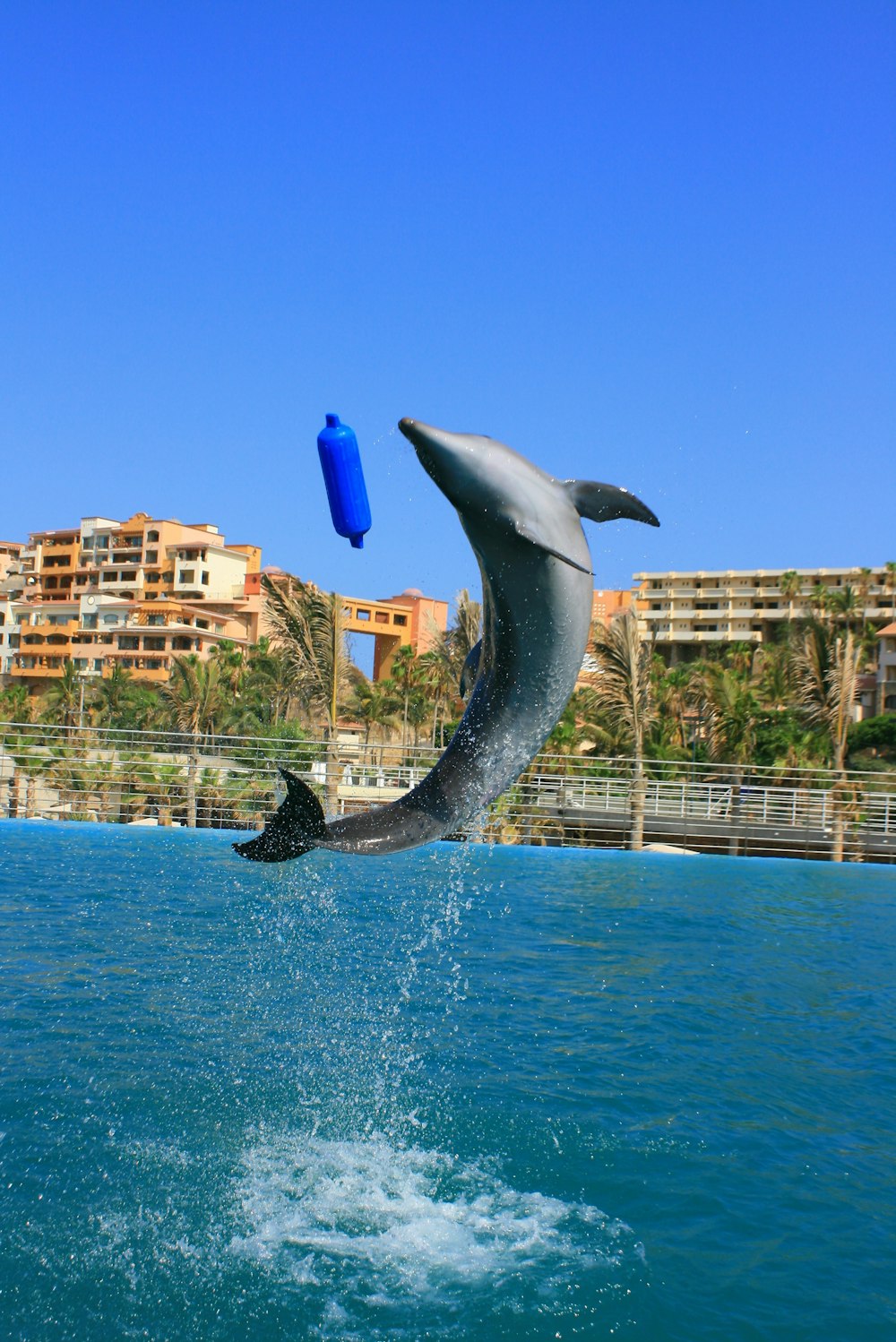 a dolphin is jumping out of the water