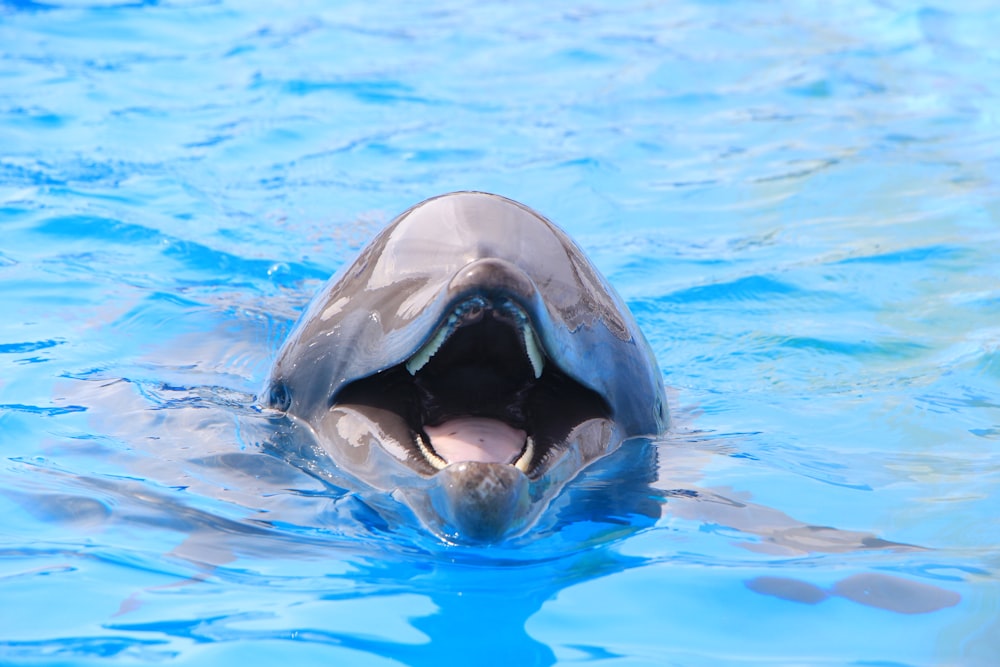 Ein Delfin mit offenem Maul im Wasser