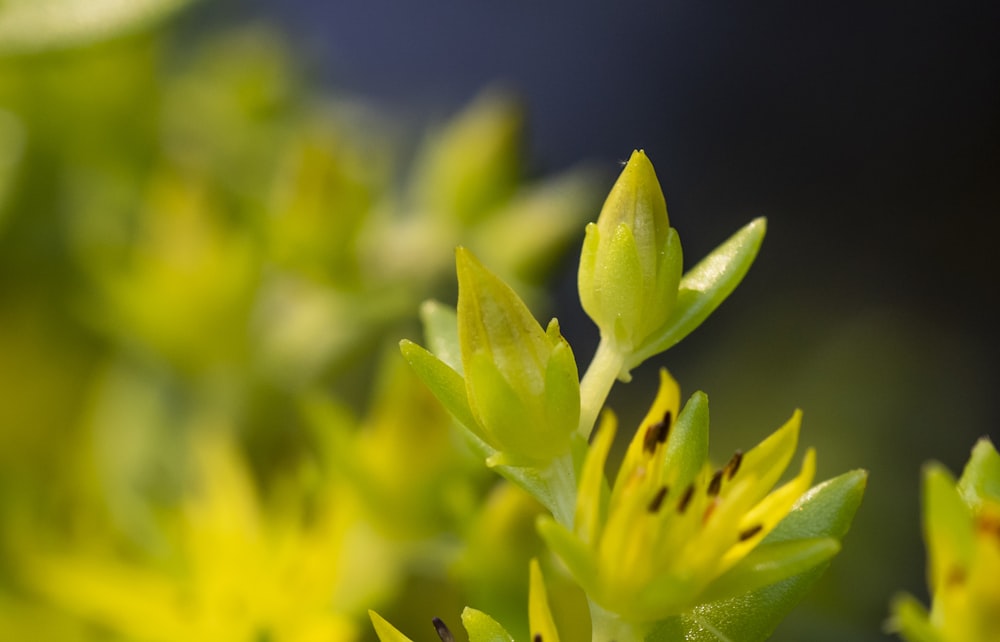 green leaf plant in close up photography