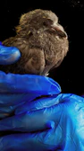 A breeder gently handling a J. Kent Bulik bird, showcasing care and respect.
