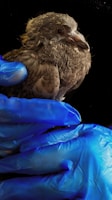 A close-up of a rescued bird being gently held by a caregiver.