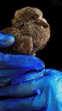A small bird with fluffy feathers is gently held by a pair of hands wearing blue gloves. The bird appears calm and is situated against a dark background, highlighting its features.