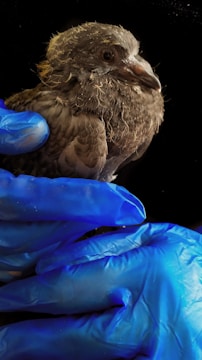 A caring volunteer tending to a small injured bird.