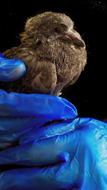 Veterinarian gently examining a colorful exotic bird in a bright clinic room.