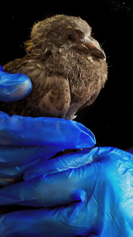 Close-up of a baby bird being carefully held during a medical checkup.
