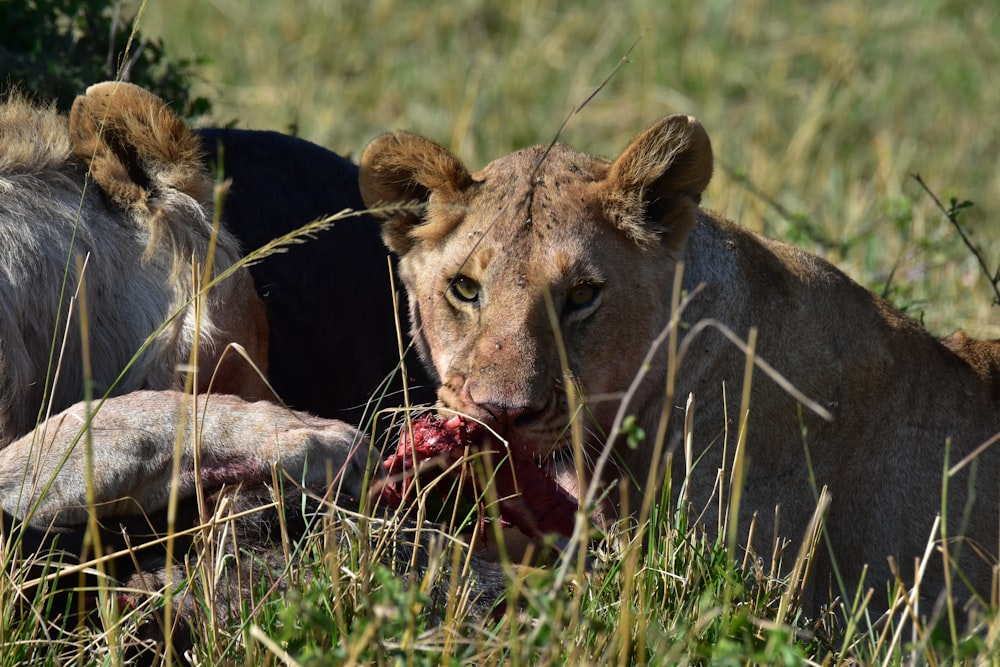 a lion eating a dead animal in a field