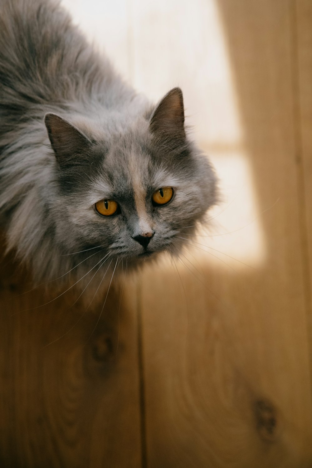 gray and white long fur cat