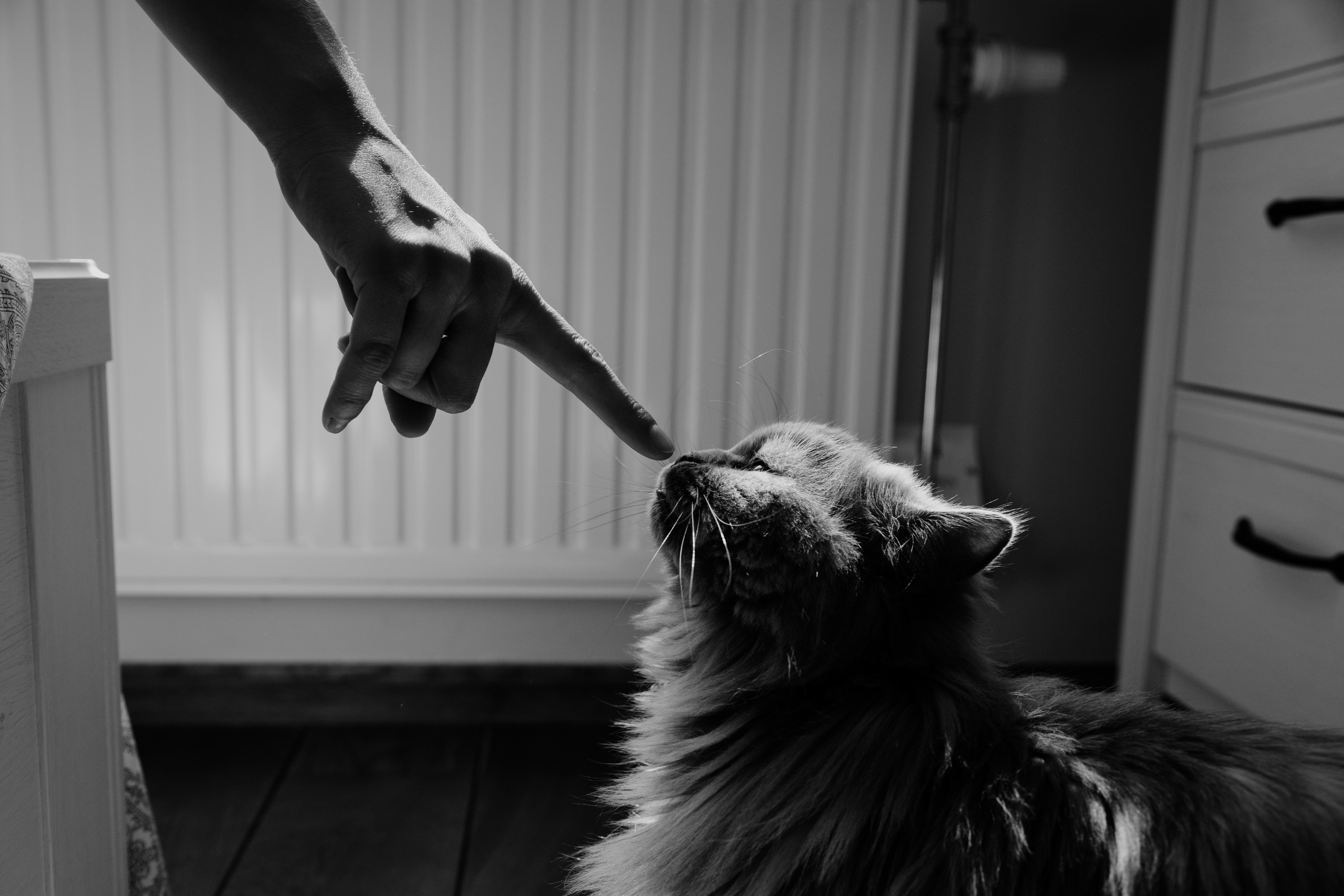 How to Check Your Cats Temperature Safely at Home
