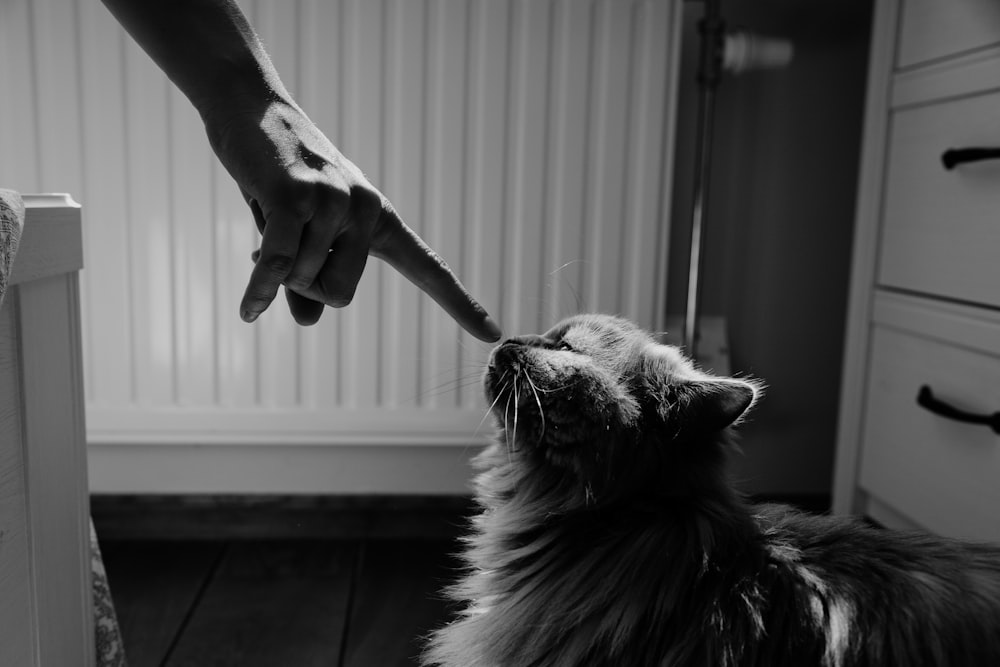 grayscale photo of dog looking at the window