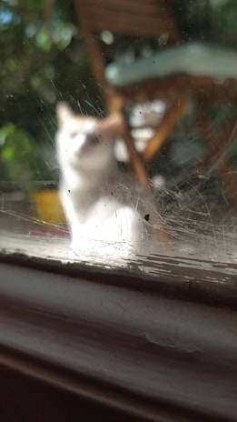 Animated image showing sparkling clean windows with a small cat looking curiously through the glass.
