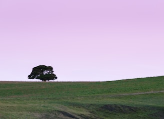 green grass field under white sky during daytime