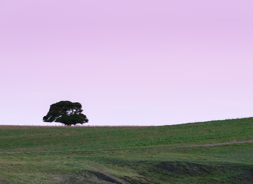 green grass field under white sky during daytime