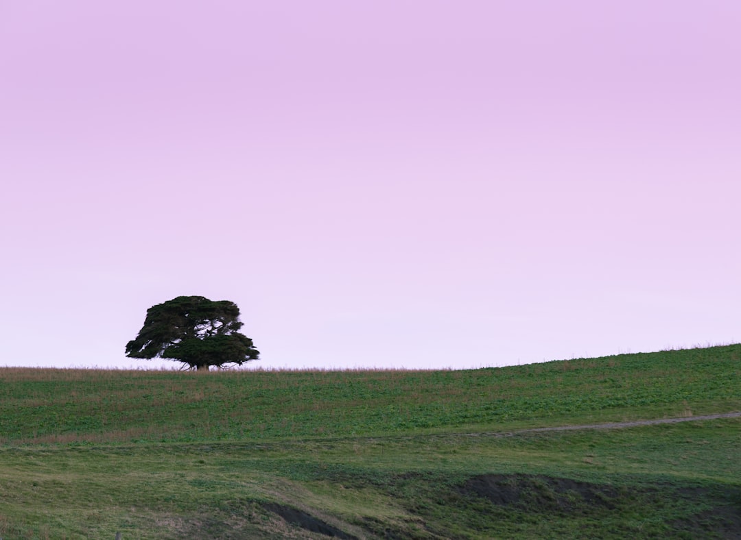 green grass field under white sky during daytime