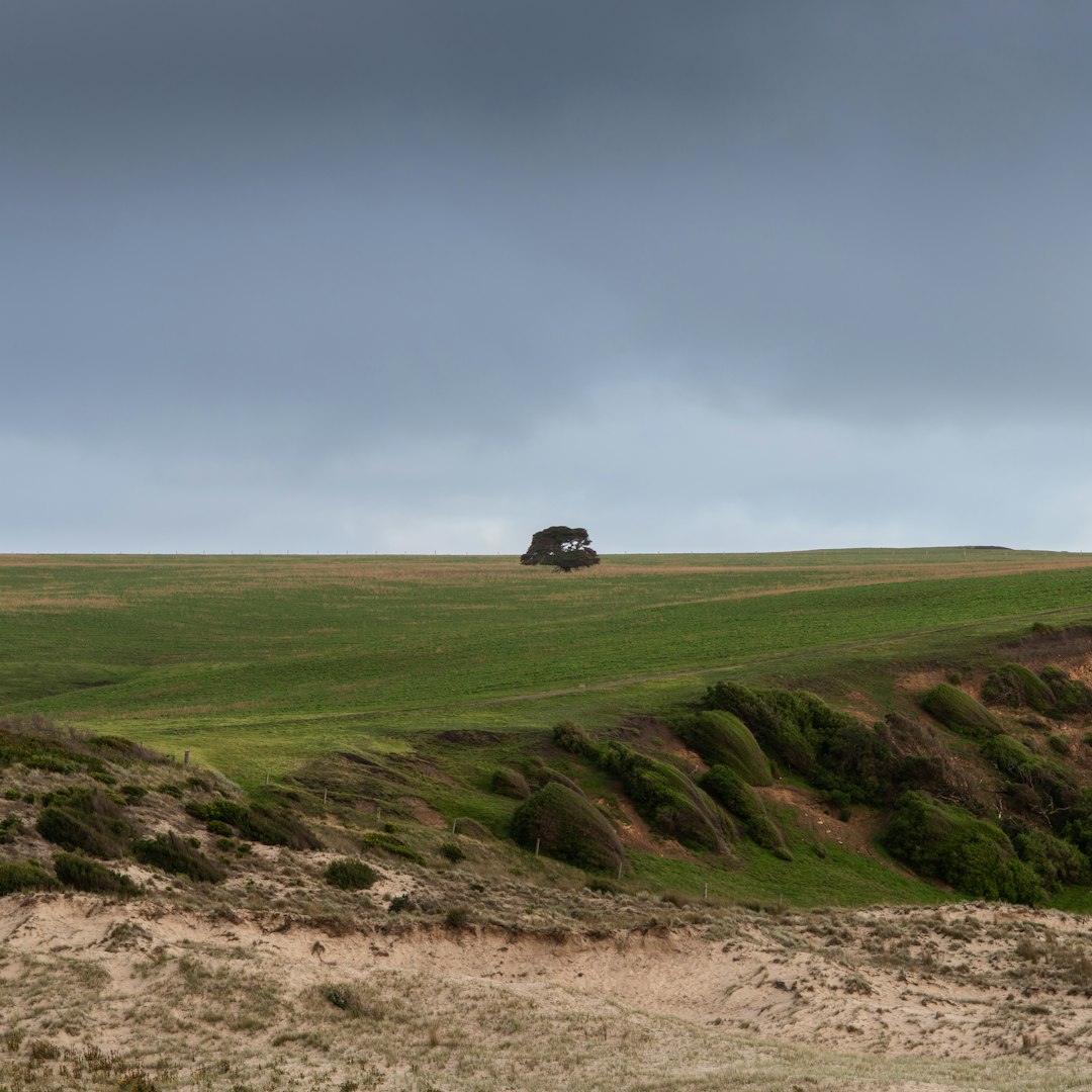 black car on green grass field under white sky during daytime