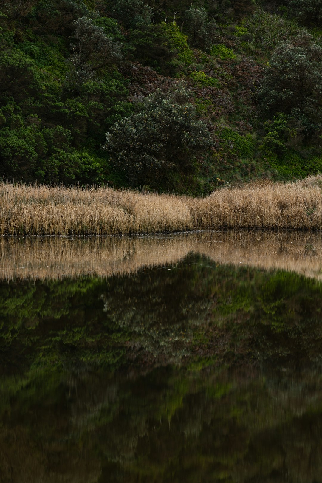 brown grass near body of water during daytime