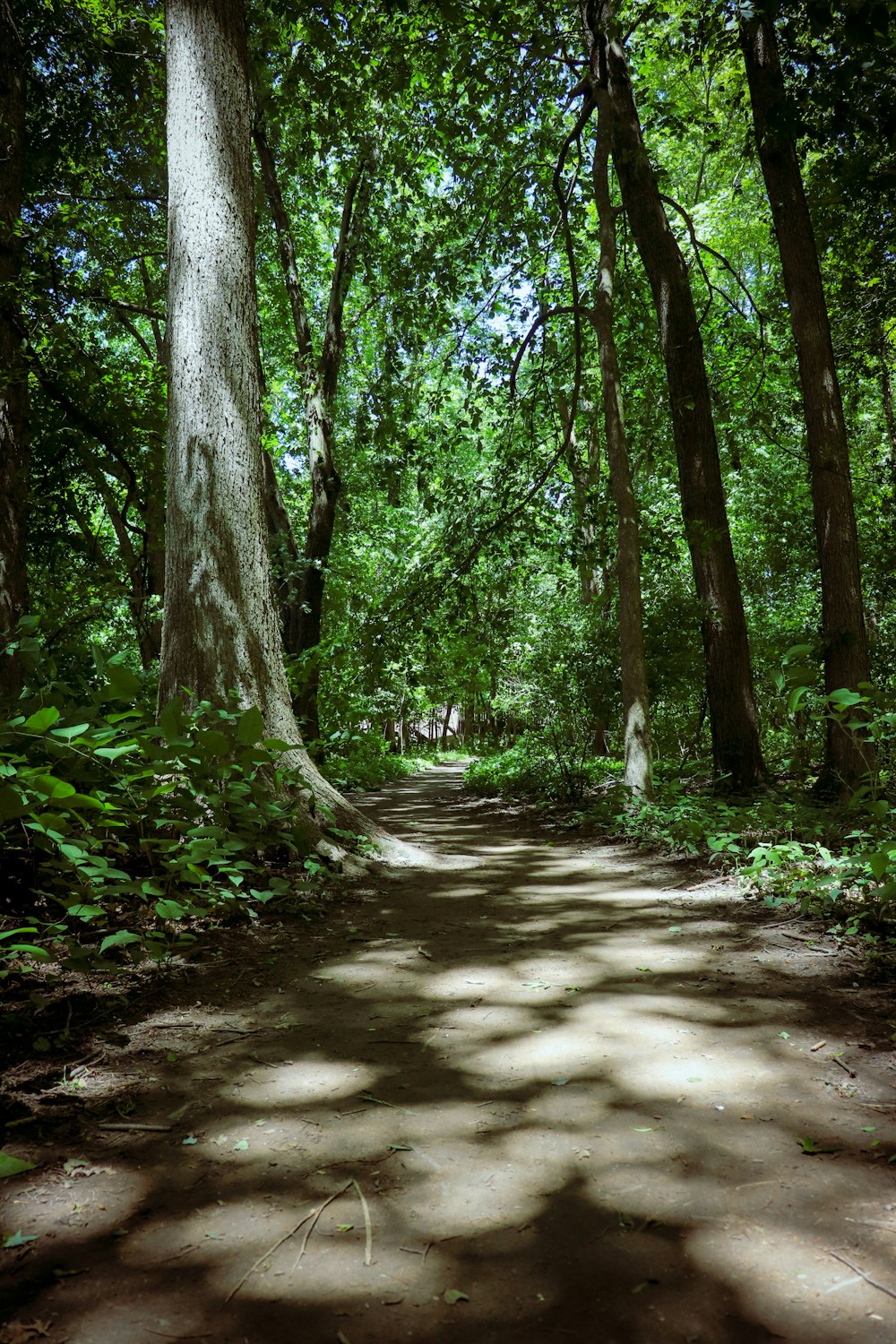 a dirt road in the middle of a forest