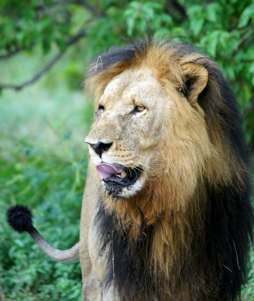 a close up of a lion near some trees