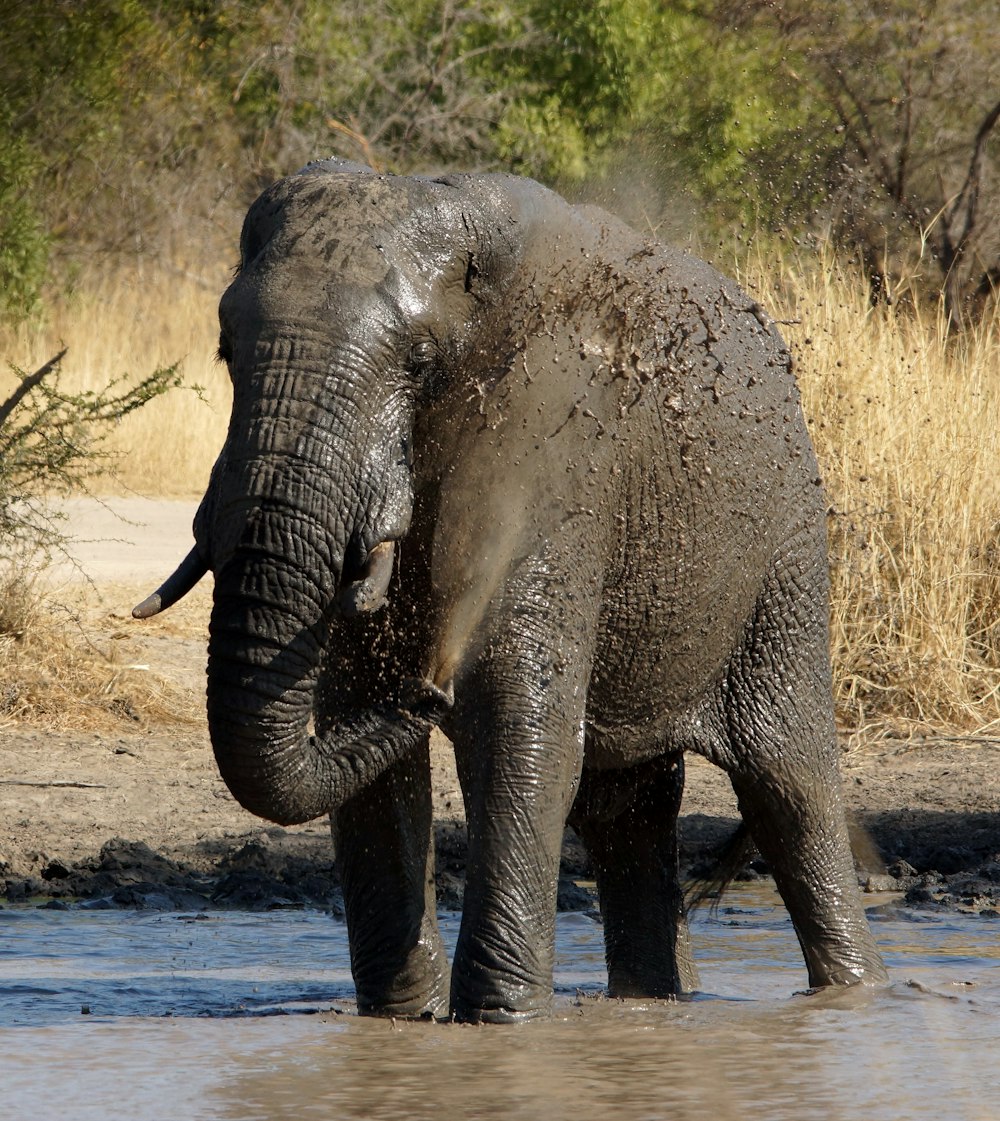 an elephant standing in a body of water