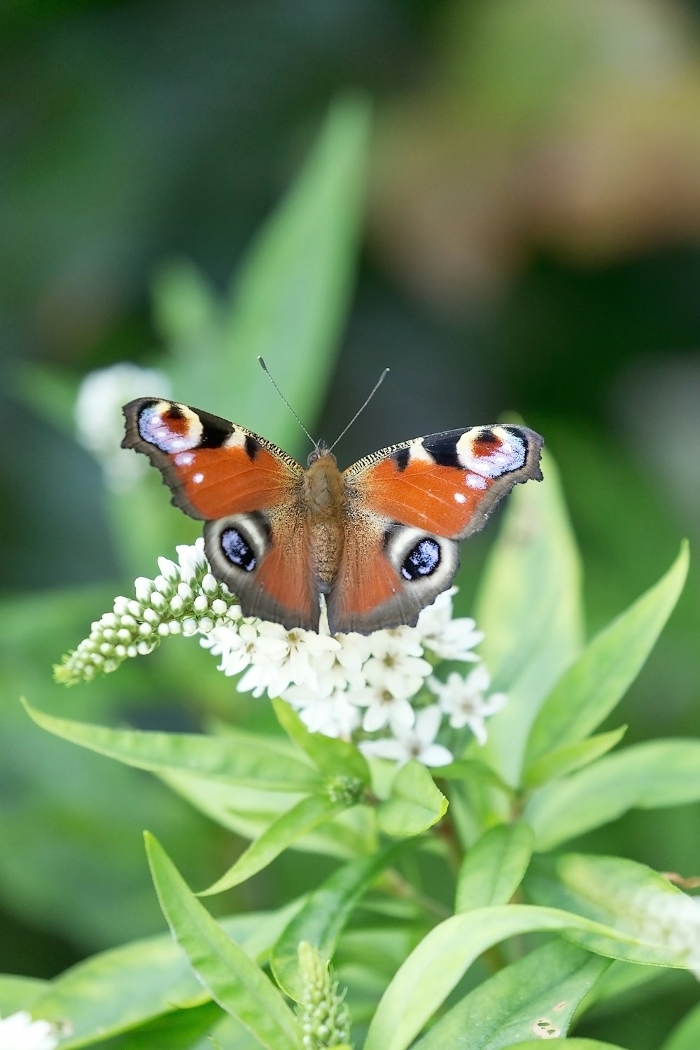 farfalla pavone appollaiata su fiore bianco in fotografia ravvicinata durante il giorno